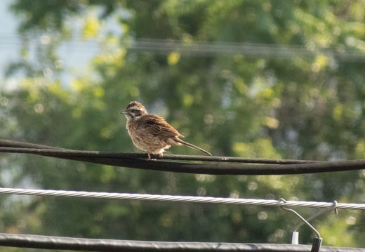 202205280735-DSC06316.jpg