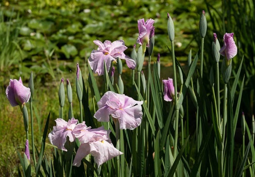 202205290938-DSC05907.jpg