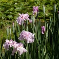 202205290938-DSC05907.jpg