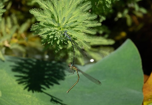 202205291024-DSC05975.jpg