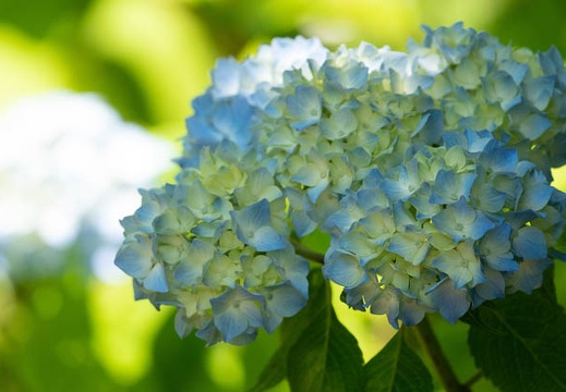 202205291153-DSC06001.jpg