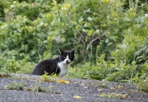 202206061747-DSC07165.jpg