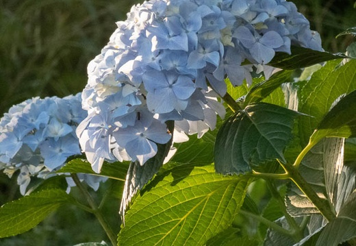 202206081841-DSC07565.jpg
