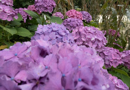 202206101212-DSC07711.jpg