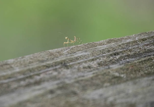 202206111605-DSC07051.jpg
