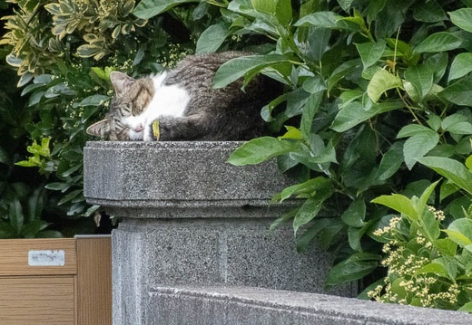 202206160700-DSC08054.jpg