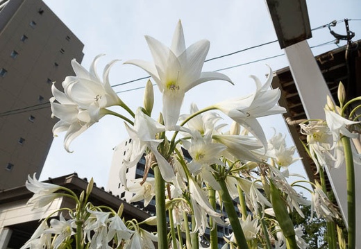 202206161719-DSC08178.jpg