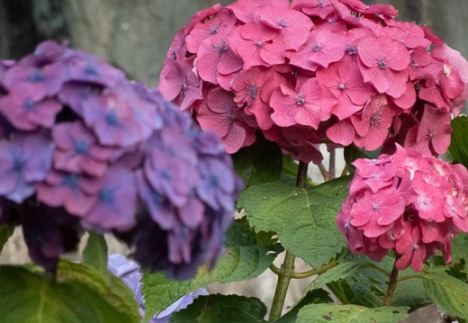 202206161802-DSC08202.jpg