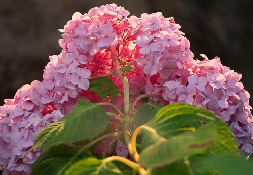 202206171833-DSC07767.jpg