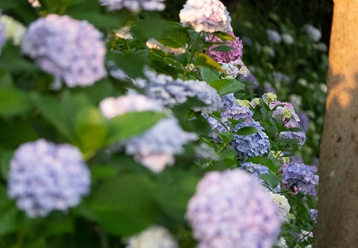 202206171843-DSC07779.jpg