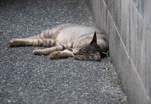 202206191758-DSC08033.jpg