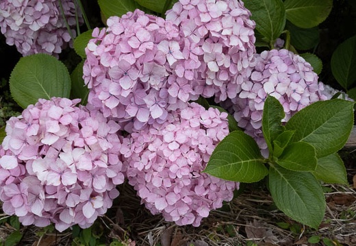 202206200715-DSC08346.jpg