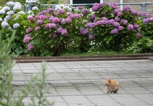 202206201805-DSC08441.jpg