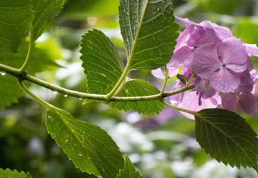 202206211207-DSC08469.jpg