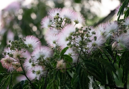 202206281850-DSC08369.jpg