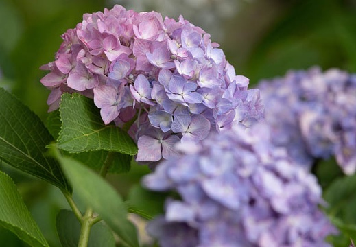 202207030956-DSC08460.jpg