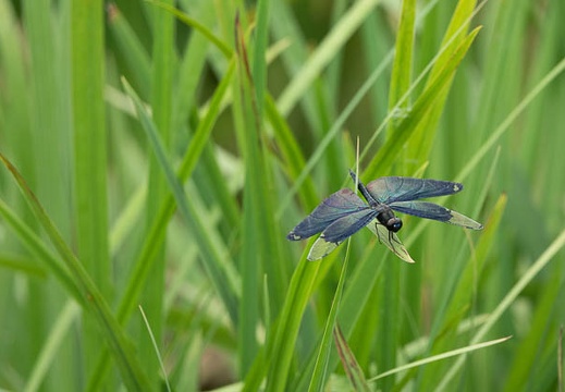 202207031008-DSC08476.jpg