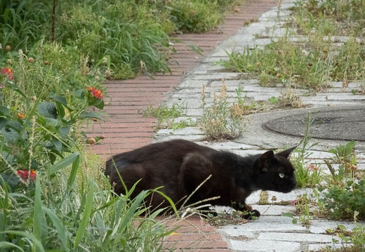 202207050734-DSC09330.jpg