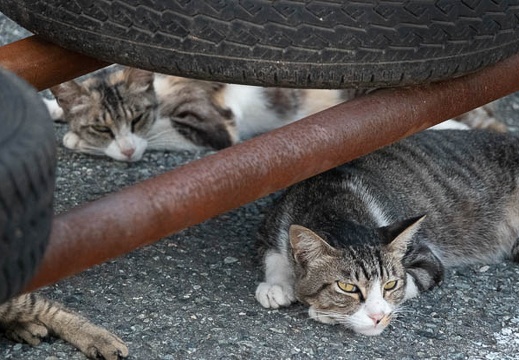 202207091503-DSC08842.jpg