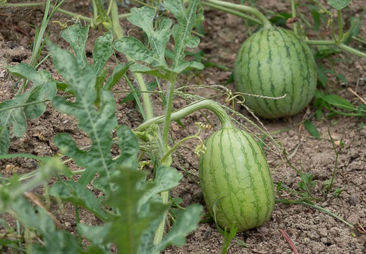 202207181258-DSC09554.jpg