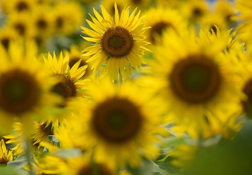 202207231402-DSC09683.jpg