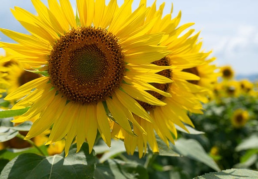 202207231404-DSC00021N6.jpg