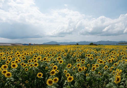 202208071356-DSC00189.jpg
