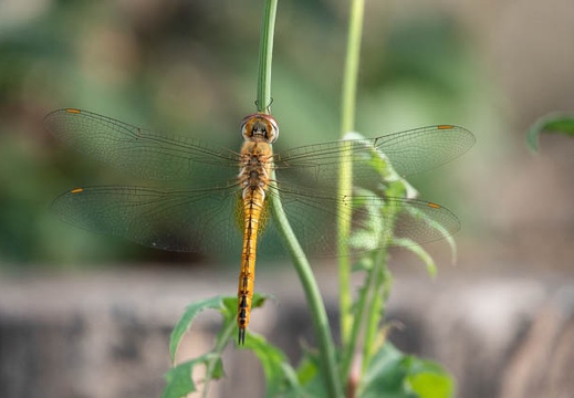 202209101632-DSC02195.jpg