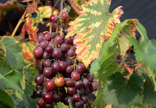 202209101651-DSC02236.jpg