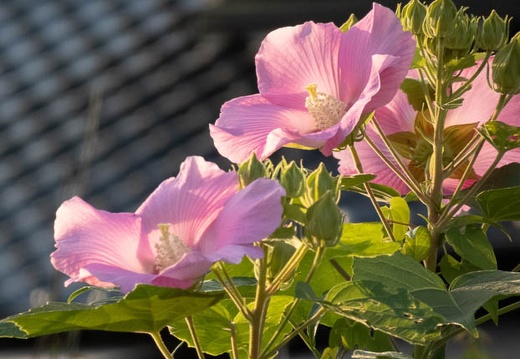 202209150646-DSC01248.jpg