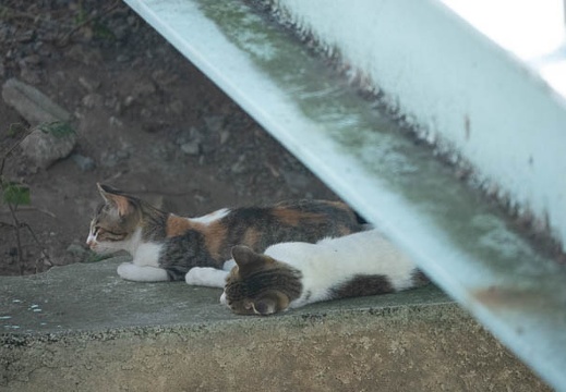 202209161601-DSC02474.jpg