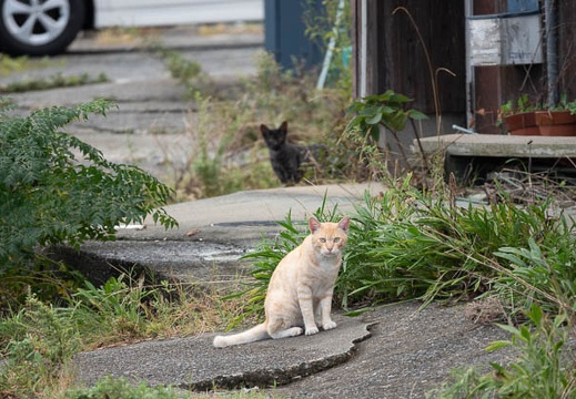 202209271303-DSC03041.jpg