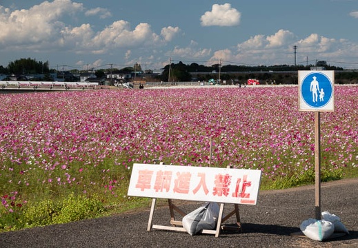 10.19 三光コスモス園 - このアルバムのルートのイメージを表示する 10.19 三光コスモス園