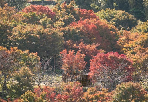 202211070951-DSC04905.jpg