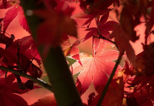 202211070956-DSC04911.jpg
