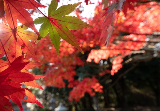 202211151436-DSC05437.jpg