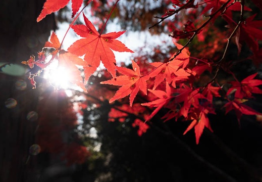 202211151437-DSC05442.jpg