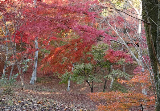 202211151437-DSC05443.jpg