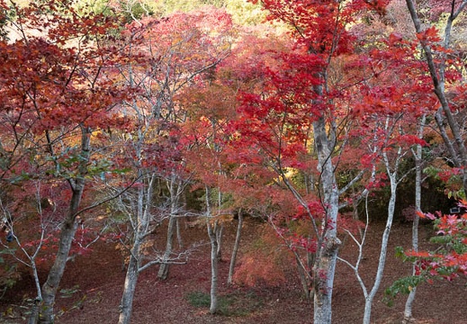 202211151439-DSC05447.jpg
