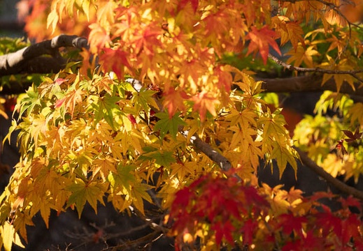 202211160915-DSC05625.jpg