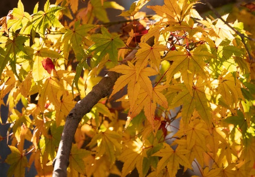 202211160915-DSC05628.jpg