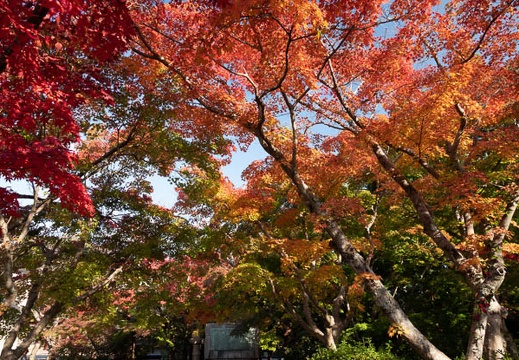 202211160933-DSC05679.jpg