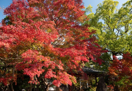 202211161021-DSC05759.jpg
