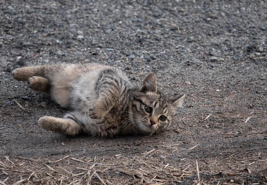 202301011325-DSC06999.jpg