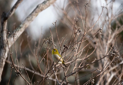 202302051531-DSC08555.jpg