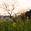 202303031732-DSC09974.jpg