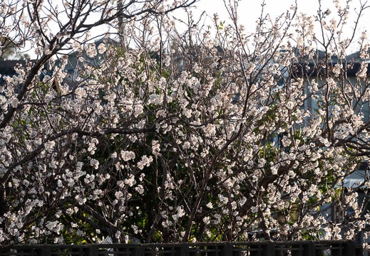 202303051706-DSC00109.jpg