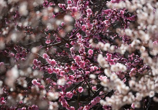 202303061107-DSC00202.jpg