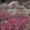 202303061142-DSC00323.jpg
