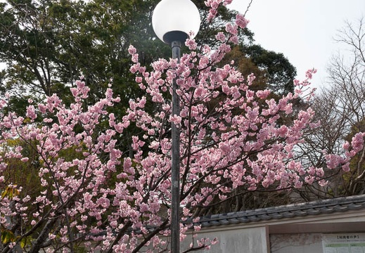 202303081329-DSC01187.jpg
